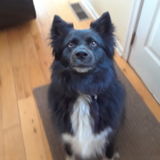 Doggy walker and sitter in staunton VA