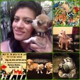 Pet sitting, walking, clean, bath
