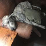 Loving pet sitter needed for for two Golden Doodles and an Irish Wolfhound.