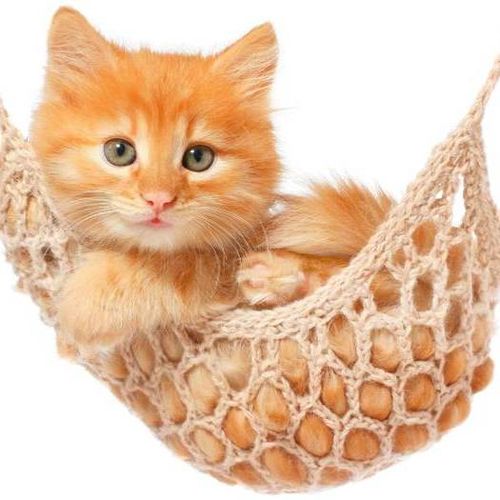 Pet Care Provider Ziad D's Profile Picture