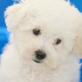 Caring Pet Sitter
