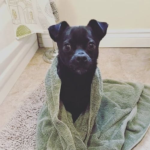 Pet Care Job Lauren O's Profile Picture