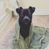 Sitter needed for small dog - overnight care