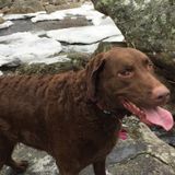 Available For a Petsitter Job in Brevard