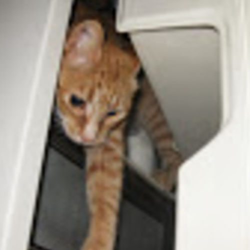 Housekeeper Provider Rebecca Spiegel's Profile Picture