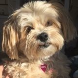 Seeking Lyndhurst Dog Sitter Opportunity