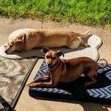 House/pet sitter needed