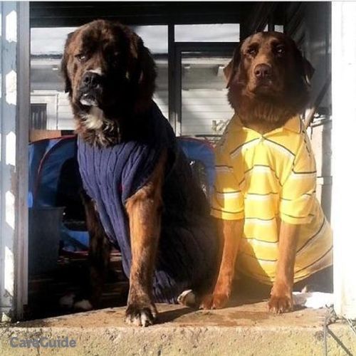 Pet Care Provider Richard M's Profile Picture