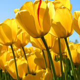 Excellent Elder Care Provider Available !