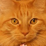 House sitter/pet sitter