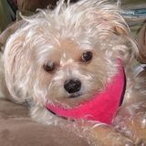 Petaluma Pet Sitter Searching - Cats and Dogs