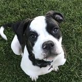 Animal lover, Im as energetic as most dogs,