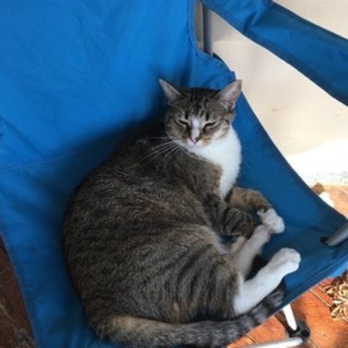 Pet Care Job Abby W's Profile Picture