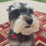 I am the ideal person to take care of your pet, the perfect company!
