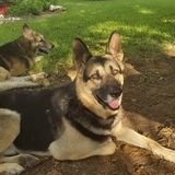 Brownwood Animal Lover Available For Job Opportunities in Texas