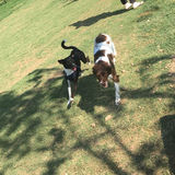 Interested In Pet Care Provider Opportunity:) Making You and Your Pets Happy!