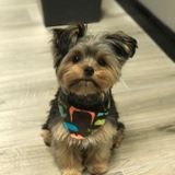 For Hire: Disciplined House and Plant Sitter Love for your pets