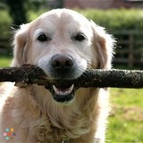 Dog walker - Beaches area - $7.50/half hr
