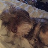 Available: Pet Nanny That Loves Animals