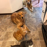 Professional House Sitter Needed For 2 weeks end of February beginning of March.