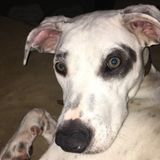 Newportbeach Need Pet Sitter Starting Mid April