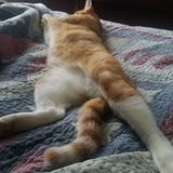 Available: Careful Pet Carer in Troy, New York