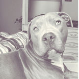 Available: Careful Dog Sitter in Gold Canyon, Arizona
