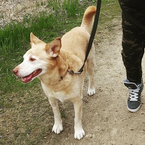 Pet Care Job Rebecca Carriere's Profile Picture