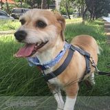 House sitter needed for Honolulu home