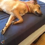 45 lb hound/terrier amazing with kids and people. Loves TV.