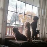Lancaster, New York Pet Service Provider