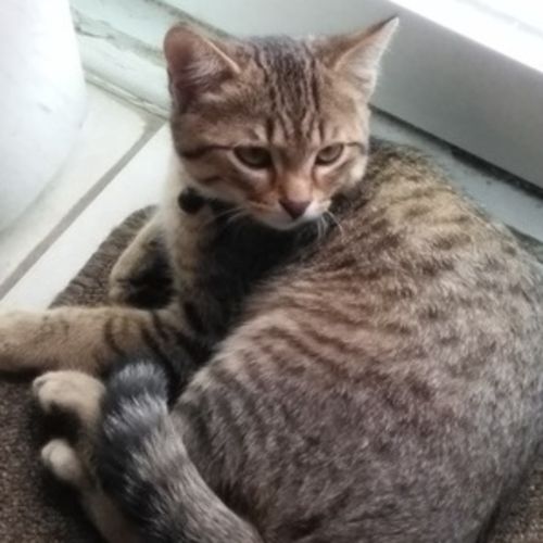 Pet Care Provider Hania K's Profile Picture