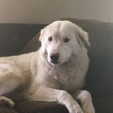 Available: Skilled Dog Walker in Mountain Home