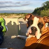 San Antonio Pet Sitter Available For Being Hired
