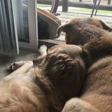 Looking to help some other pet parents out and making some new furry friends.