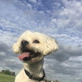 Perrysburg Dog Sitter and Walker