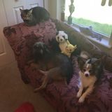 For Hire: Great Dog and cat Walker in Jacksonville