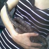 Reliable, playful, animal lover who didn't mind things getting a little hairy. I'm in Tigard, Oregon with transportation.