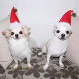 Excellent Pet sitter available