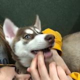 For Hire: Well Trained Dog Sitting Professional in Hoffman Estates