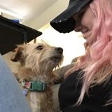 For Hire: Animal lover and seasoned pet owner