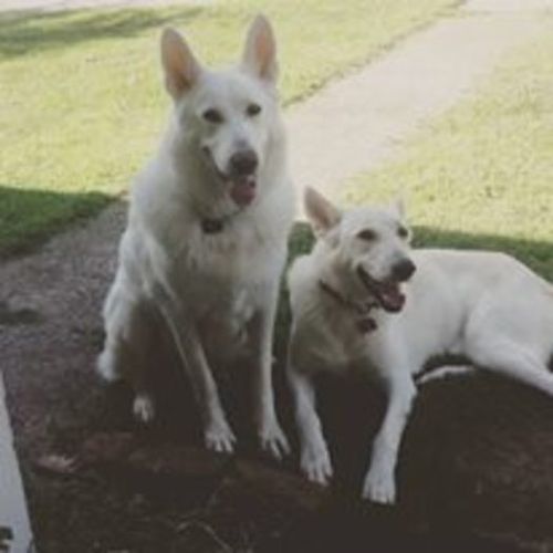 Pet Care Job Meagan Crews's Profile Picture