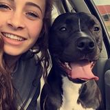 Pet Sitter