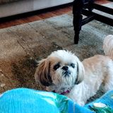 Needed: a Trustworthy Pet Supervisor in Penticton, British Columbia