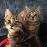 Cat Sitter wanted