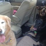 Dog walker and Pet sitter available Parksville area