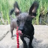 Ottawa, Ontario Dog Trainer Job