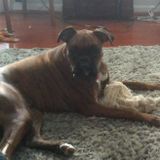 Interviewing For a Pet Care Provider Job in Bel Air, Maryland