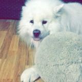 Strong Capable Animal Loving House Sitter Looking To Keep Your House Pristine And Your Animals Happy While Youre Away.