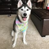 Orland Park Animal Caregiver Posting